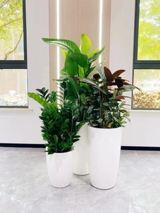 感受宁波江北盆景租赁设计的独特韵味