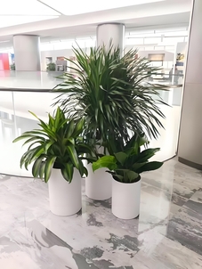 宁波奉化绿植出租价格实惠 宁波奉化绿植出租价格实惠